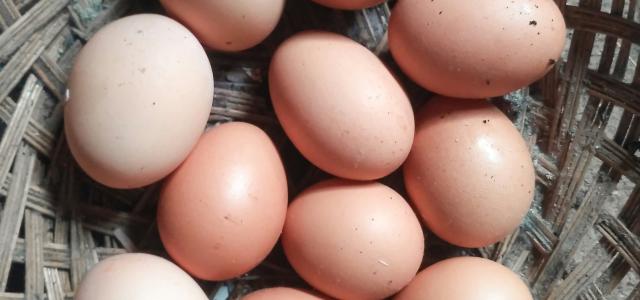 brown egg on brown wooden table by Julianti courtesy of Unsplash.